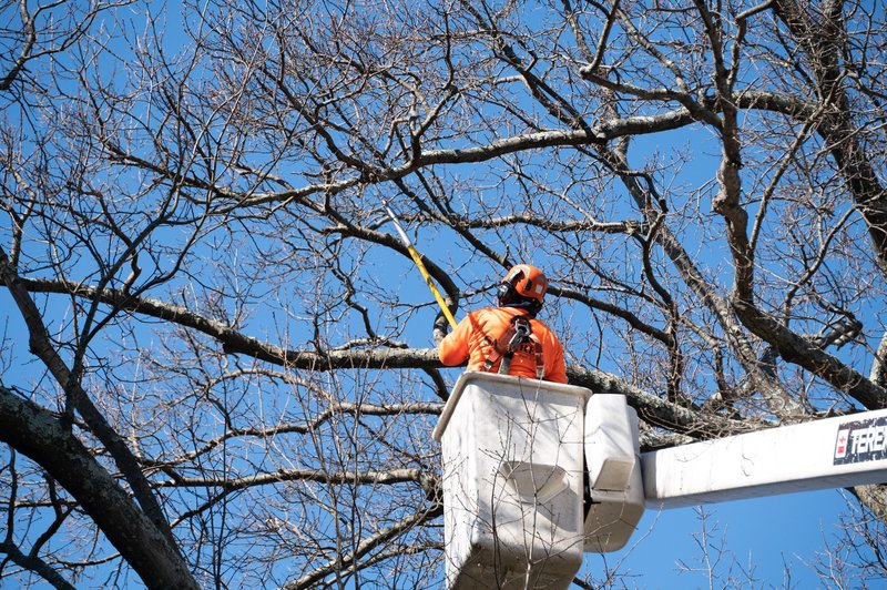 Expert tree trimming and pruning